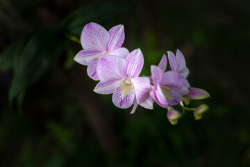 Pink orchid flowers in the garden.
