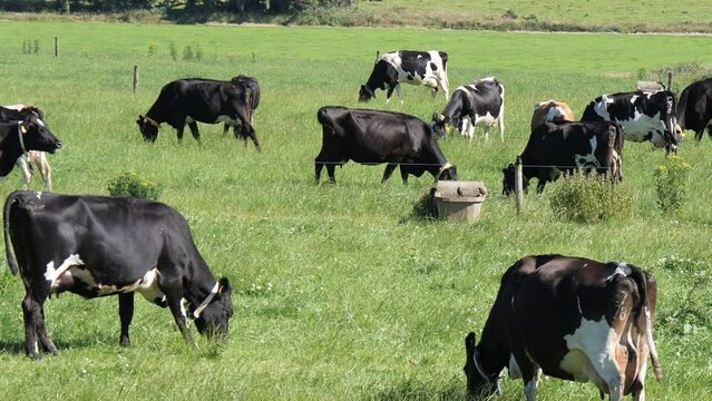 Several cows in a farmers field. Green grass pasture. One black cow defecates in the field.