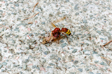 Ants and bee eating dead lizard body on the floor. 
