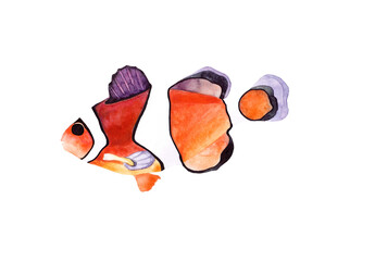 Hand drawn watercolor illustration of Clown fish (Amphiprion percula). Underwater life. Isolated objects on transparent background. - obrazy, fototapety, plakaty