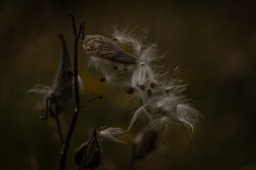 Milkweed pods spill their seeds