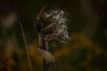 Milkweed pods spill their seeds