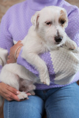 Frightened Jack Russell puppy in arms, care, protection and stress relief