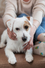 Woman's hands holding a sad white Jack Russell dog, fear and stress relief