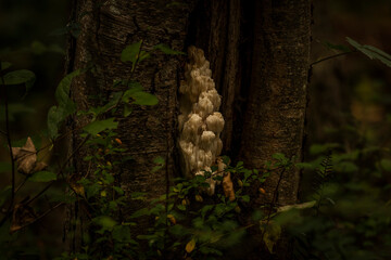 Lion's Mane Mushroom hidden in the woods