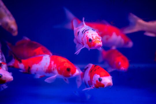 Beautiful and colorful Japanese Koi carp fish.