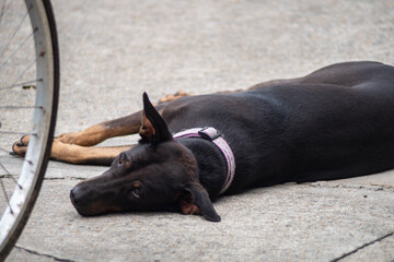 black labrador dog