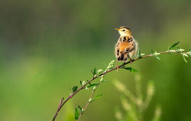 Brown fantail warbler in the garden