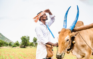 worried Indian farmer with cattle looking up on sky for rain to harvest or crop cultivation at agriculture farmland - concept of climate change, irregular monsoon rains and environment - obrazy, fototapety, plakaty