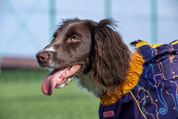 american cocker spaniel dog
