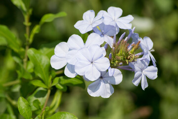 A very versatile and rustic plant, the belle-emilia is widely used in landscaping. Shrub and very branched. Plumbago auriculata is a species of flowering plant belonging to the Plumbaginaceae family.