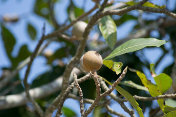 Jenipapo (Genipa americana) is the fruit of the jenipapo tree, a tree that reaches twenty meters in height and belongs to the Rubiaceae family.