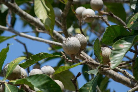 Jenipapo (Genipa americana) is the fruit of the jenipapo tree, a tree that reaches twenty meters in height and belongs to the Rubiaceae family.