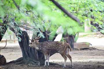 Spotted deer is standing under a tree
