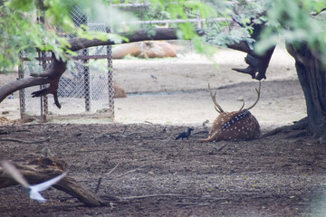 Spotted deer is lying under a tree