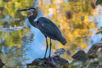 A Great Blue Heron Standing On A Rock In The River