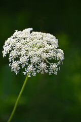 Macro of white foliage in summer 