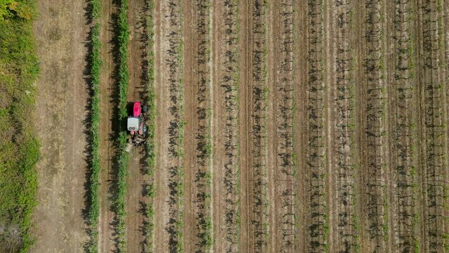 Tractor between rows of vineyards. Tractor movement in the rows of vineyards, top view., Bordeaux vineyards, High quality 4k footage