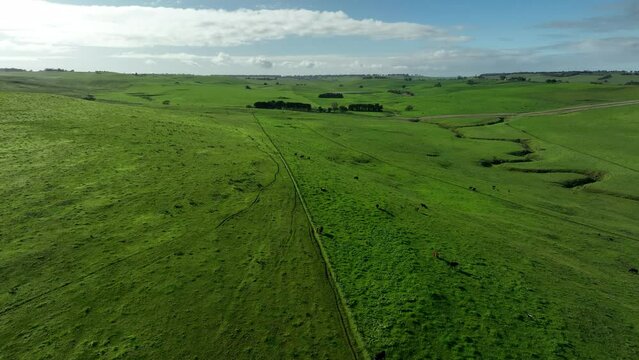 Drone flying over a farm in Australia, with Stud Angus, wagyu, speckle park, Murray grey, Dairy and beef Cows and Bulls grazing on grass and pasture in a field. 