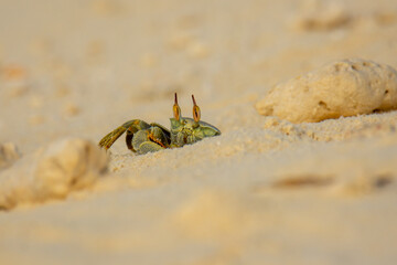 A green crab with protruding eyes on sandy beach, Maldives