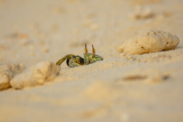 A green crab with protruding eyes on sandy beach, Maldives