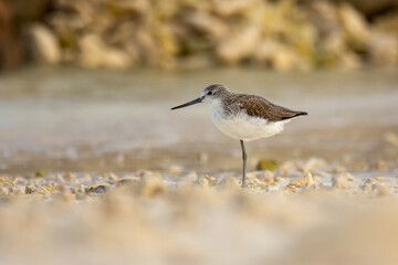 Common greenshank (Tringa nebularia) resting on seashore