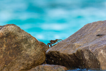 A crab on a stone, Maldives beach