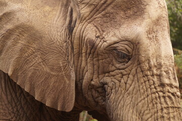 Fototapeta premium Perfil de elefante