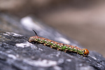 a interesting colorful butterfly caterpillar,a sphinx pinastri, with a black horn on the back, in the garden at a summer day
