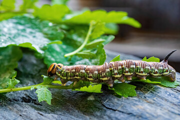a interesting colorful butterfly caterpillar,a sphinx pinastri, with a black horn on the back, in the garden at a summer day