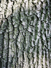  Wooden background
