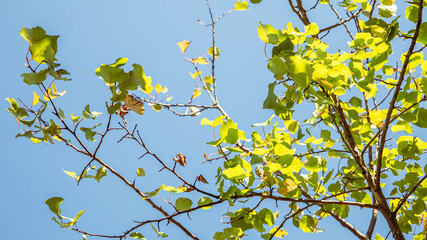 Spring bright background with a branch and leaves .