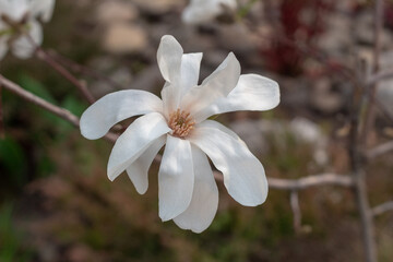 white magnolia flower