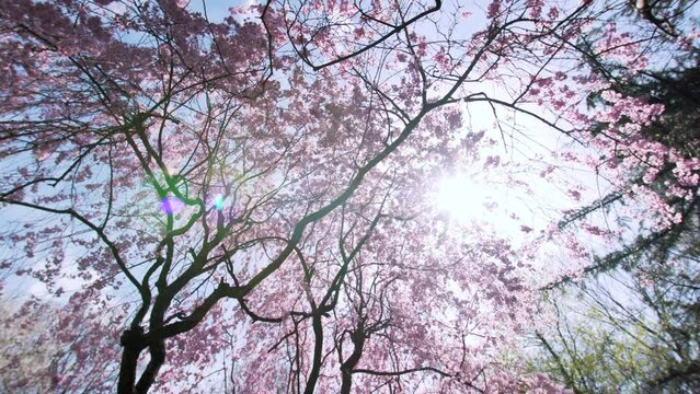 View from below: silhouette of high tree and dark branches with pink flowers on them. Tree branches with pink flowers on them are waving by the wind against the spring blue sky and the sun