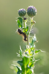 Fototapeta premium Acronicta rumicis - Knot grass moth - Noctuelle de la Patience sur Cirsium arvense - Creeping Thistle - Cirse des champs