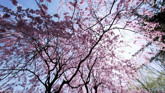 View from below: silhouette of high tree and dark branches with pink flowers on them. Tree branches with pink flowers on them are waving by the wind against the spring blue sky and the sun