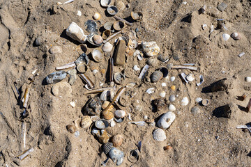 Seashells close-up on the sandy beach of the English Channel after low tide. Merville-Franceville-Plage, Normandy, France.