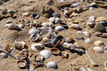 Seashells close-up on the sandy beach of the English Channel after low tide. Merville-Franceville-Plage, Normandy, France.