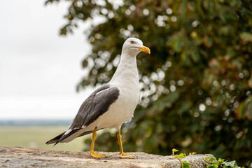 A large seagull sitting on the edge of the stone wall of the abbey of Mont Saint Michel, cloudy weather. Normandy, France.