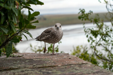A large seagull sitting on the edge of the stone wall of the abbey of Mont Saint Michel, cloudy weather. Normandy, France.