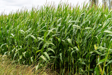 Tall stalks of corn, part of a corn field close-up. Nature of Normandy, France.