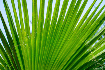 Fototapeta premium Green palm leaves spread everywhere