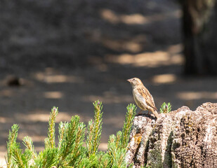ein sich in der sonne sonnender spatz