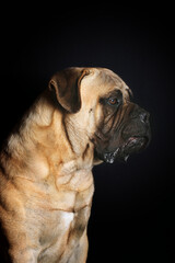 Obraz premium portrait of bullmastiff dog in studio 