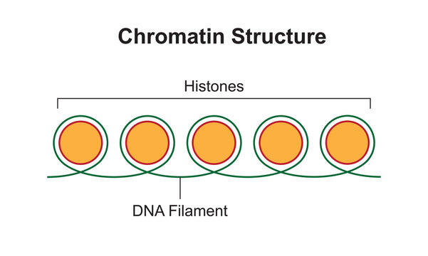 Scientific Designing of Chromatin Structure. The DNA Filament and Histones. Colorful Symbols. Vector Illustration.