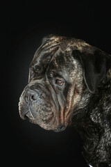 portrait of bullmastiff dog in studio 