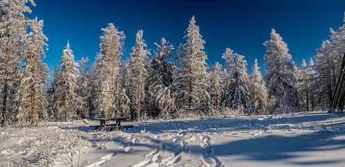 Fototapeta zimowy las obraz