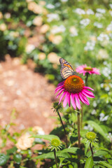 monarch butterfly on a flower