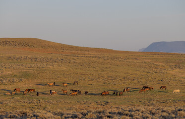 Fototapeta na wymiar Wild Horses in Summer in the Wyoming Desert