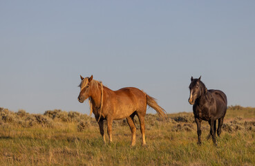 Wild Horses in Summer in the Wyoming Desert